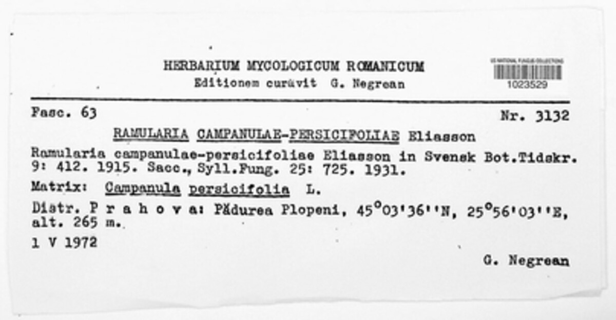 Ramularia campanulae-persicifoliae image